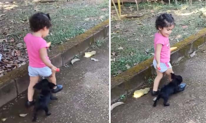  Puppy Who Hit Candy From A Young Child Video Goes Viral , Kids, Candy, Viral La-TeluguStop.com