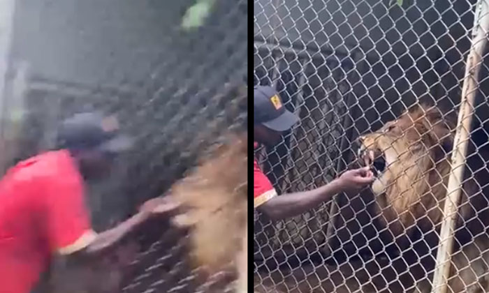 The Same Is True If Flirting With A Lion Viral Latest, News Viral, Social Media, The Same Is True If Flirting With A Lion Viral Latest, News Viral, Social Media,-TeluguStop.com