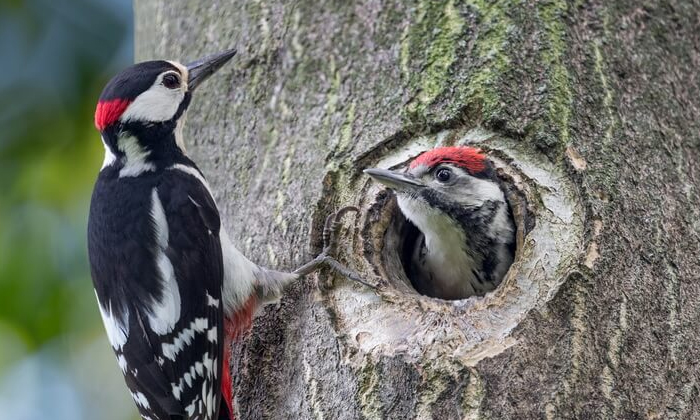  Why Do Woodpeckers Peck Wood Know The Reason Behind It Details, Woodpeckers, Woo-TeluguStop.com