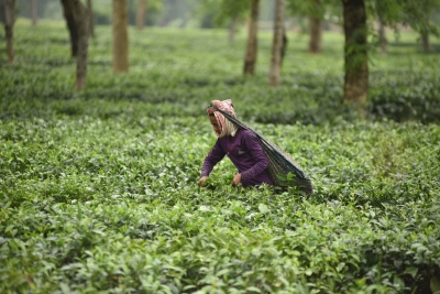  Abnormal Surge In Natural Gas Prices Hurting Tea Sector, Says Association-TeluguStop.com