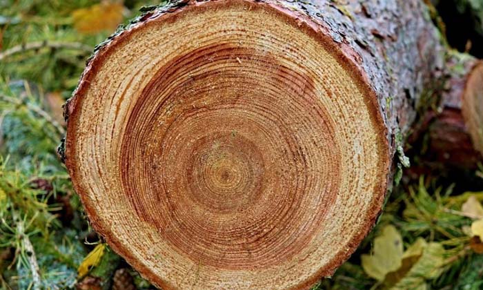  Why Do Trees Have Rings And What These Rings Reveal , Rings Reveal , Trees ,-TeluguStop.com