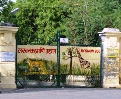  As Mercury Rises, Monkeys Gorge On Melons In Lucknow Zoo-TeluguStop.com