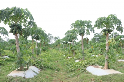  Bastar Women Receive Praise For Papaya Farming On Barren Land-TeluguStop.com