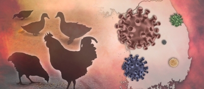  Bird Flu H5n1 Spreads To Foxes In Us, 4 Die-TeluguStop.com