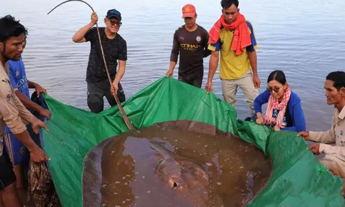  Cambodian Fishermen Catches Giant Stingray Fish Weighs 180 Kilos Details, 180 Kg-TeluguStop.com