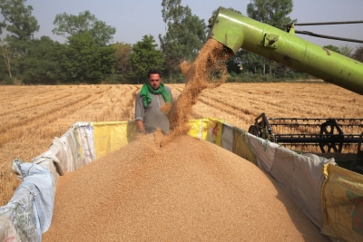  Centre Relaxes Norms For Wheat Procurement In Punjab, Haryana-TeluguStop.com