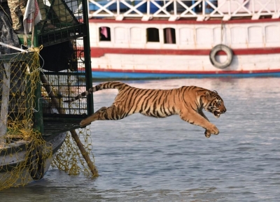  Cross-border Romance: Male Tigers From B'desh Hunt For Mates In Sundarbans-TeluguStop.com