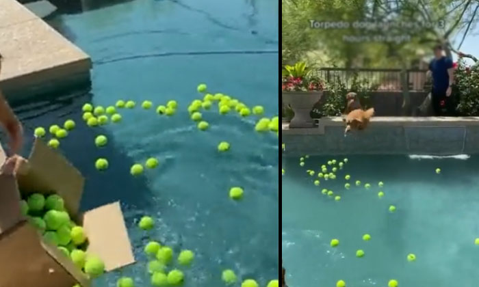 The Owner Gave A Party On The Birthday Of Her Favorite Dog Birthday, Favorite D The Owner Gave A Party On The Birthday Of Her Favorite Dog Birthday, Favorite D-TeluguStop.com