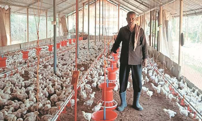  Poultry Farming Profit , Poultry Farming , Profit , Empty Places , Avoid Snakes-TeluguStop.com