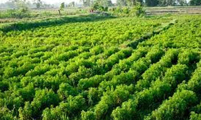  Mentha Farming Is Beneficial For Farmers , Mentha Farming , Beneficial For Farm-TeluguStop.com