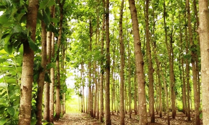 Income In Lakhs With The Cultivation Of These Three Trees Cultivation, Three Tr Income In Lakhs With The Cultivation Of These Three Trees Cultivation, Three Tr-TeluguStop.com