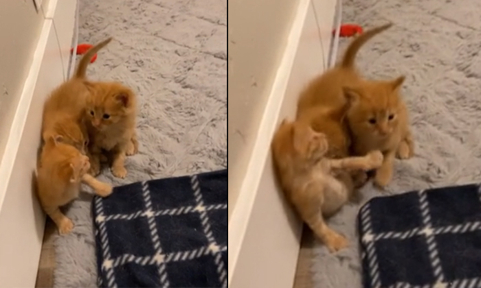  Four Tiny Kittens Playing Each Other Too Cute Details, Four Tiny Kittens , Kitte-TeluguStop.com