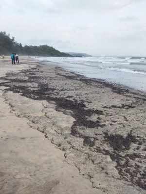  Goa's Golden Beaches Turn Murky As Tar Balls Surface On Seashore-TeluguStop.com