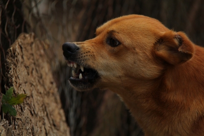  Gurugram Housing Society Management Fined Rs 4l Over Dog Bite Incident-TeluguStop.com