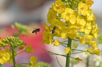  Himachal Banks On Bumblebee To Restore, Enhance Fruit Yield-TeluguStop.com