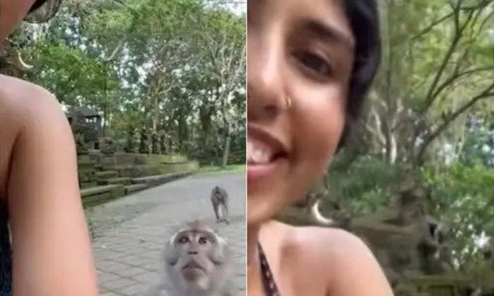  Do You Know How Much Work This Monkey Did , Hilarious Video ,romantic Monkey,-TeluguStop.com