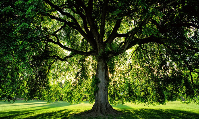 Telugu Chattisgarh, Compost, Oxygen, Tree, Supreme, Trees Age, Bengal-General-Te