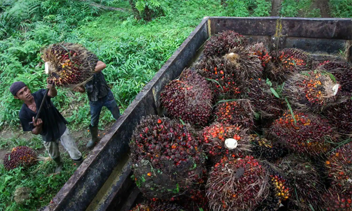  Indonesia Lifts Ban On Palm Oil Exports Details, Indonesia, Rates, Banned, Decre-TeluguStop.com