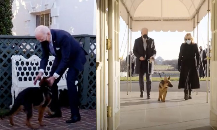  Joe Biden Favorite German Shepherd Commander Exploring The White House Details,-TeluguStop.com