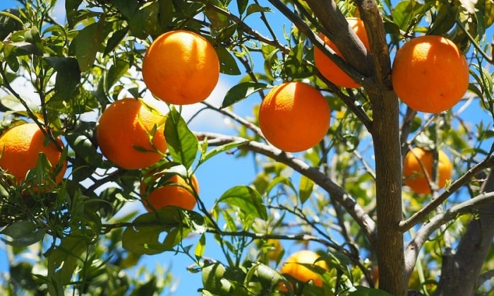 Kinnow Farming Profit Process , Kinnow, Kinnu Orange, Banana, Mango, Kinnow Farm-TeluguStop.com