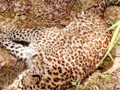  Leopard's Carcass Found In Anamalai Tiger Reserve Of Tn-TeluguStop.com