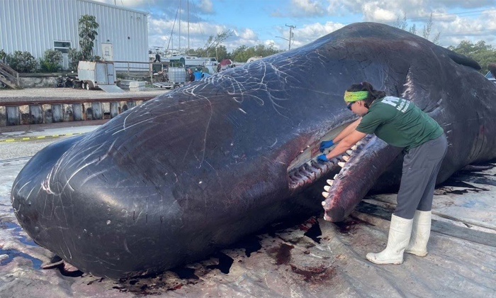  Marine Debris And Plastic Found In The Stomach Of Died Whale In Florida Details,-TeluguStop.com