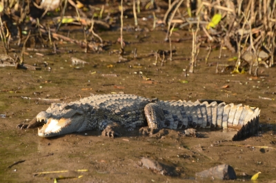  Minor Girl Dragged Away By Crocodile In Up-TeluguStop.com