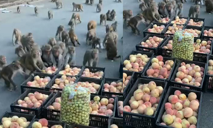  Monkeys Broke Down On The Road Seeing The Peach Baskets Details, Monkeys, Eating-TeluguStop.com