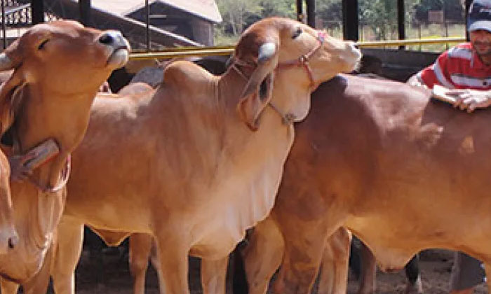  Government To Give Monthly 900 Buying Cow Government, Monthly 900 , Cow ,natur-TeluguStop.com