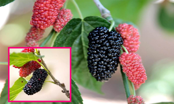  Mulberry Fruits Nutrient Content And Health Benefits Of Taking Mulberry Fruits D-TeluguStop.com