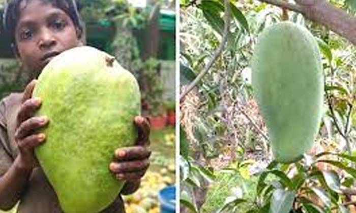  Noorjahan Mango Weights Around 4 Kg , Noorjahan Mango , Weights 4 Kg , Mango F-TeluguStop.com