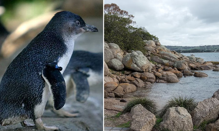 Penguins Wash Up On Australian Beaches Australia, Australian Beaches , Penguin Penguins Wash Up On Australian Beaches Australia, Australian Beaches , Penguin-TeluguStop.com