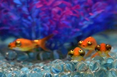 Pet Goldfish Might Be Threat To Native Biodiversity Pet Goldfish Might Be Threat To Native Biodiversity-TeluguStop.com