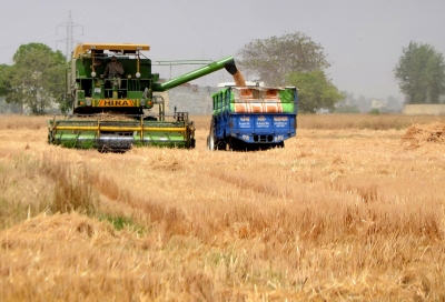 Punjab Procures 93 Lakh Tons Wheat, 25% Decline Against 2021 Punjab Procures 93 Lakh Tons Wheat, 25% Decline Against 2021-TeluguStop.com