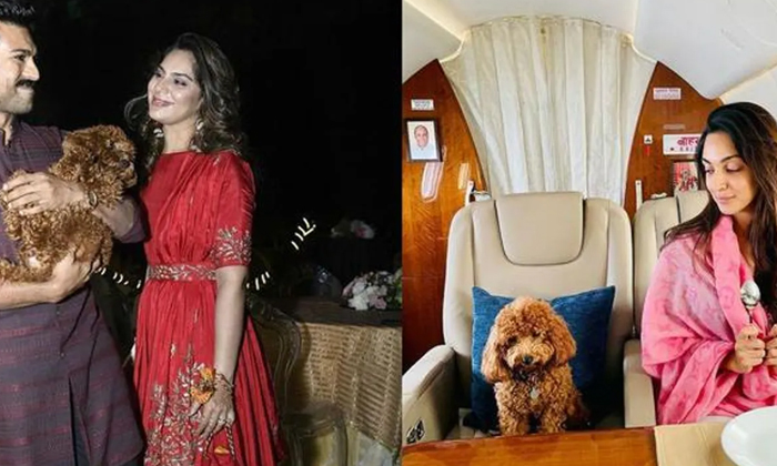  Kiara Advani Poses With Ram Charan Pet Dog On Flight, Kiara Advani, Bollywood, R-TeluguStop.com