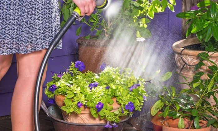  If Plants Need Water They Can Ask Again, Water, Tree, Plant, Viral Latest, Healt-TeluguStop.com