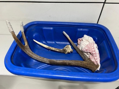  Russian Man Held With Sambar Antlers At Igi Airport-TeluguStop.com