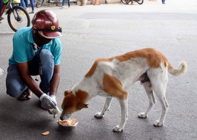  Sc Vacates Stay On Delhi Hc Order Holding Stray, Street Dogs Have Right To Food-TeluguStop.com