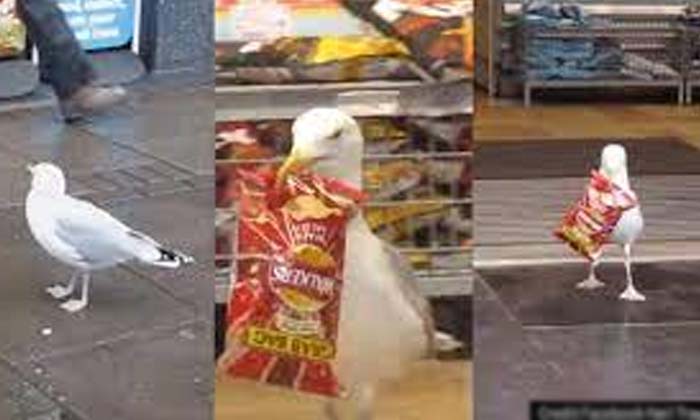 Telugu Bird, Britain, Seagull Birds, Supermarket, Theift, Latest-Latest News - T