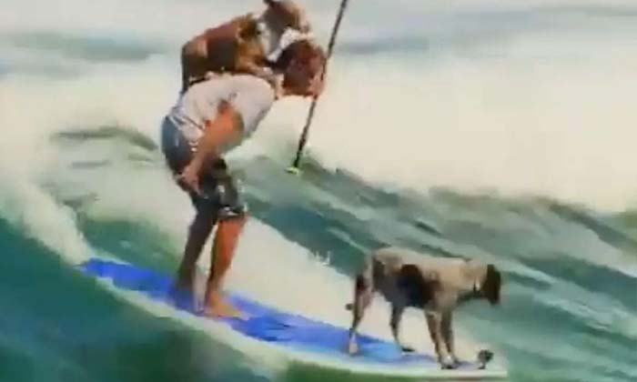  Man Adventures On A Surfboard With Two Dogs , Two Dogs , Board , Viral Latest ,-TeluguStop.com