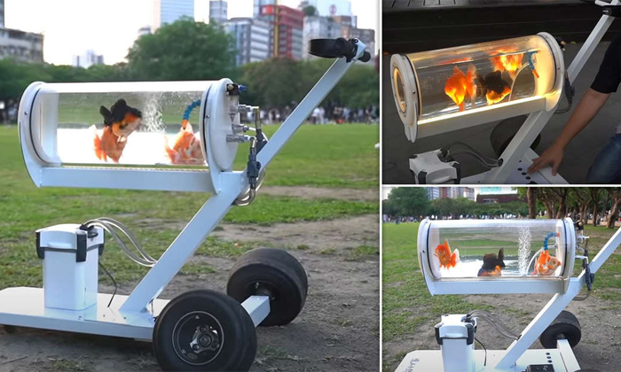  Taiwan Youtuber Creates Fish Tank Stroller To Take Pet Gold Fish Walking Details-TeluguStop.com