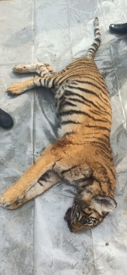  Tiger Cub Found Dead With Injuries In Up Forest Range-TeluguStop.com