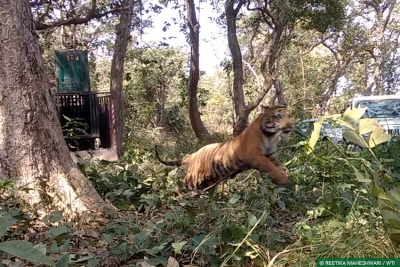  Tiger Mauls Farmer To Death Near Dudhwa Reserve-TeluguStop.com