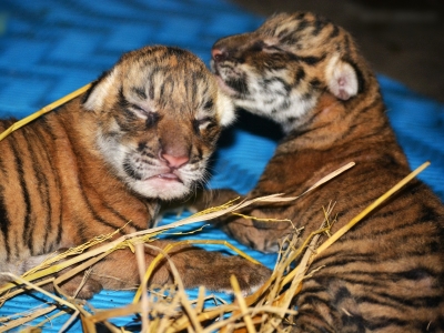  Two Injured Tiger Cubs Shifted To Rehabilitation Centre In Mp-TeluguStop.com