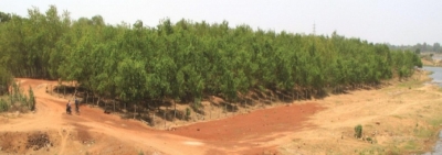  Up To Plant 175 Crore Saplings In 5 Years-TeluguStop.com