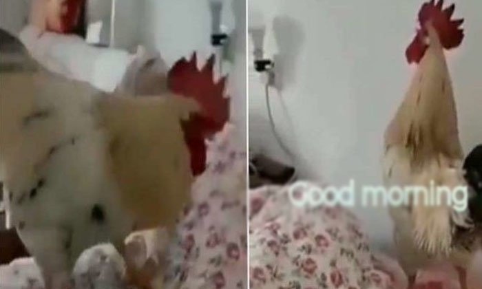  The Hen Who Woke Up The Owner Who Was Kicked Out Of The Mask! Hen, Wakeup, Viral-TeluguStop.com