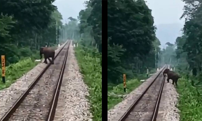 Viral Loco Pilots Save Life Of An Elephant Crossing Tracks In Bengal Details, El Viral Loco Pilots Save Life Of An Elephant Crossing Tracks In Bengal Details, El-TeluguStop.com