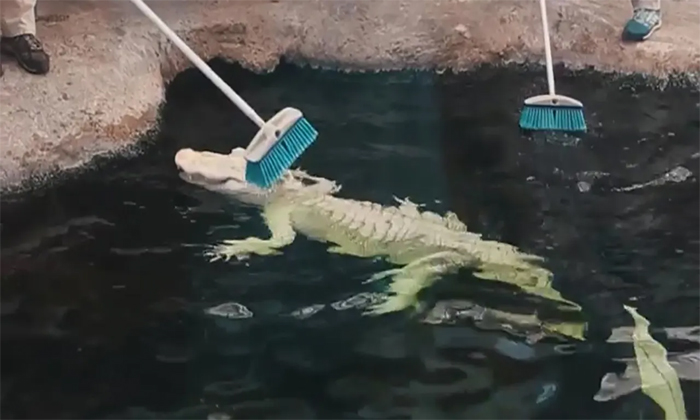  Viral Video Alligator Reaction While Getting Scrubbed By Care Taker Details, Cro-TeluguStop.com