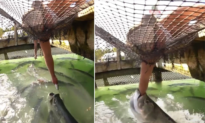  Viral Video Girl Struggling To Feed The Tarpon Fish Details, Fish, Mouth , Viral-TeluguStop.com