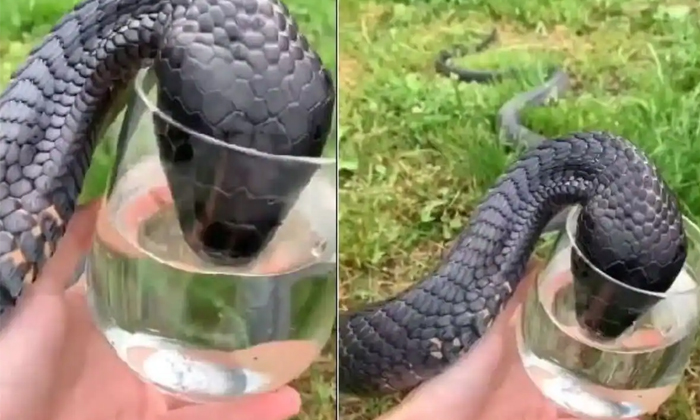  Viral Video King Cobra Drinking Water From A Glass Held In The Hand Details, Wat-TeluguStop.com